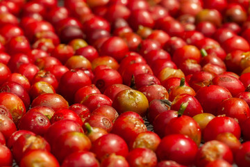 Recently picked Coffee beans mature - coffeea arabica
