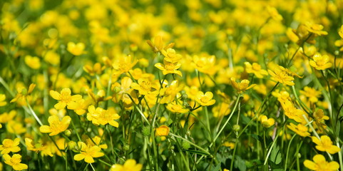 Hintergrund und Textur - Butterblumen auf einer Wiese
