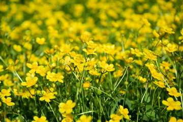 Blumenwiese, Hintergrund und Textur