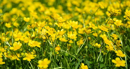 Wilde Butterblumen auf einer Blumenwiese in Südtirol