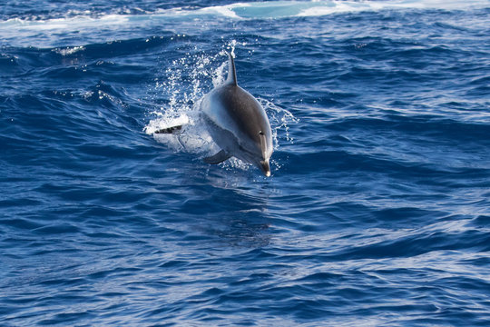 Ein freigestellter springender Delfin im blauen Meer in der Halbfrontale