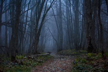  trees without leaves in spring misty forest in the mountains of the Caucasus