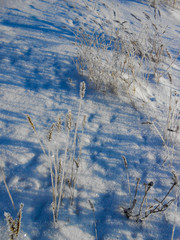 Lonely brunches of the bush, against snow field. Winter landscape