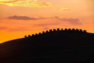 Colorful sunset in Tuscany. Cypress in horizont of evening Tuscany, wonderful artistic landscape with cypresses, wavy fields and vivid sky, Italy