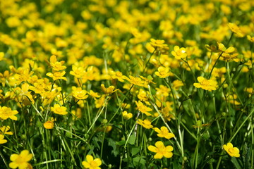 Obraz premium Butterblumen - Blumenwiese