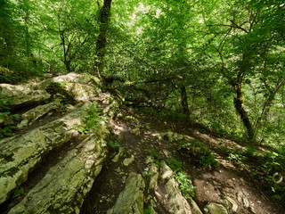 Fototapeta na wymiar Hiking path in a dense green forest