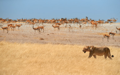 Naklejka premium Lioness, Panthera leo, walking in dry savanna against herds of springbok antelopes of Etosha national park. Typical african animals scene. Lioness in hot day. Wildlife photography in Namibia.