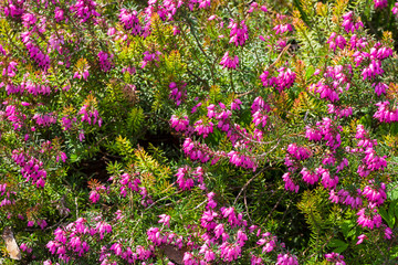 Blooming heather.
