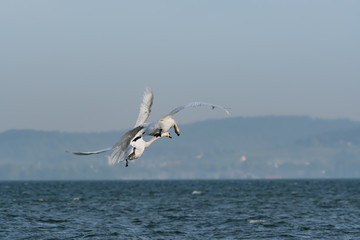 Fototapeta na wymiar swans in display flying
