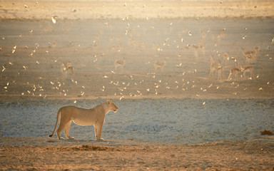 Lioness in beautiful light against herd of springboks in the background. Backlighted Lioness among flock of sociable weavers near to waterhole. Hot day on safari in Etosha. Etosha Wildlife, Namibia.