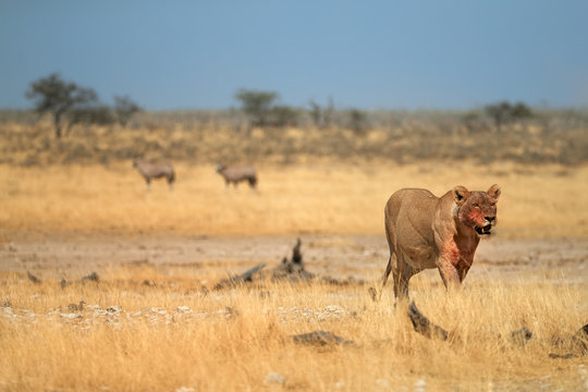 Lioness, with bloody head after successful hunt coming directly at camera in dry savanna of Etosha national park. Lioness with two oryxes in background. Wildlife photography in Namibia.