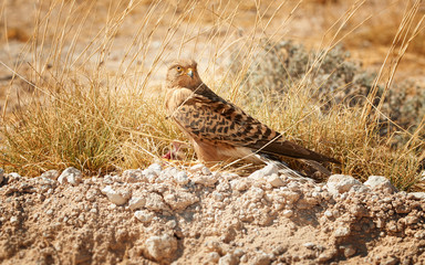 Close up Greater Kestrel, Falco rupicoloides, african  bird of prey feeding on a small bird. White-eyed kestrel on the ground with its prey.   Etosha wildlife photography, Namibia.