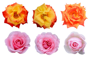 Collection flowers red, pink, orange and yellow roses,  six, fresh, blossom, top view, isolated on white background