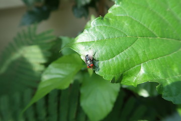 Flies on green leaves, Close up, Copy space.