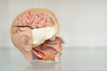 Model of a human head in a cut