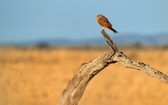 Greater Kestrel, Falco rupicoloides, african  bird of prey belonging to the falcon family. White-eyed kestrel perched on old tree against blurred dry savanna and blue sky. Etosha wildlife, Namibia.