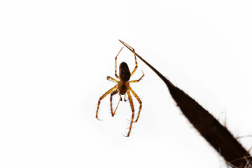 Spider hangs on a cobweb on a dry blade of grass on a white background