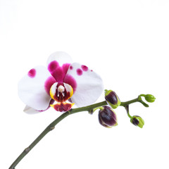 Fototapeta na wymiar Phalaenopsis Orchidee mit lila Flecken isoliert vor weißem Hintergrund mit viel Textfreiraum