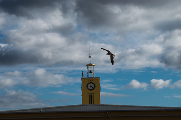 Bird and clock