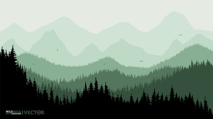 Quiet background. Fir forest, on the horizon of the mountain. Green tone. Sunset. Recreation. Birds fly.