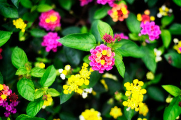 Flowering Lantana camara or wild sage