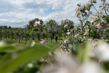 Hiker in apple tree field