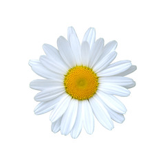 Daisy flower, single,  itop view, solated on white background