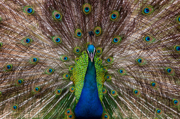 Obraz premium peacock with feathers out