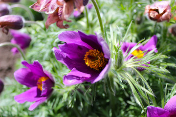 Purple pasque-flower  flowering in the garden
