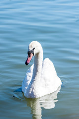 Beautiful white swan in the water,selective focus