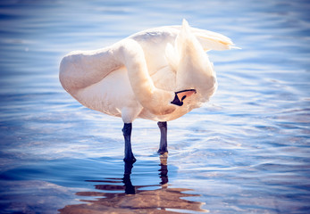 Beautiful swan standing in the water,selective focus