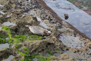 San Diego and the desert