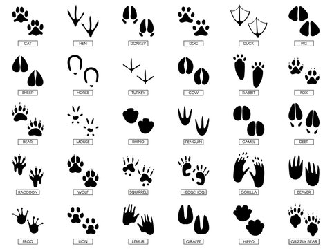 Animals footprints. Animal feet silhouette, frog footprint and pets foots silhouettes prints vector illustration set