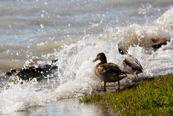 Ducks at Lake Balaton, Hungary