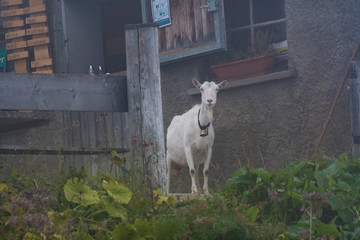 goat on the farm