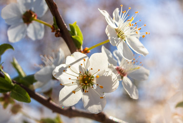 First spring white sweet cherry blossoms, close-up