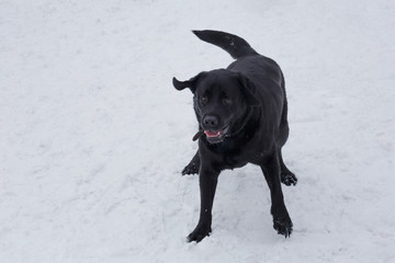 Cute black labrador retriever is running on the white snow. Pet animals.
