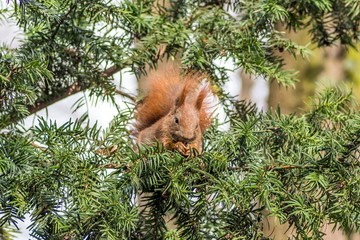 ruda wiewiórka w naturalnym otoczeniu © Henryk Niestrój