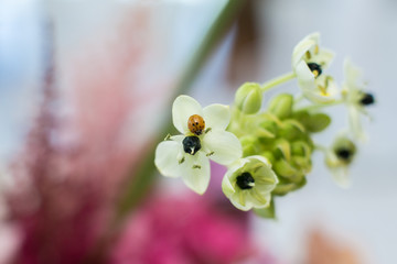 close up fresh ornithogalum flowers on blurred background. Event decoration with fresh flowers