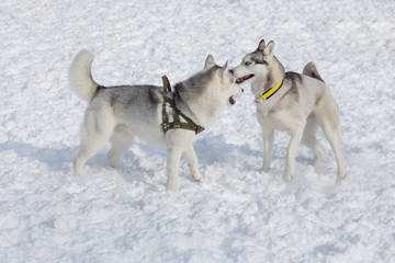 Two siberian husky are playing on a white snow. Pet animals.