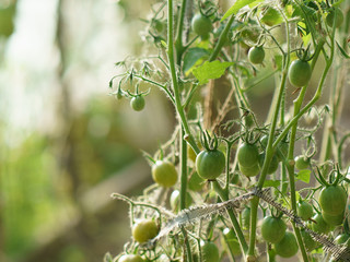 The harvest. Green small tomato branch