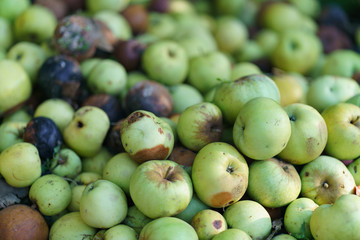 This is what a productive year means. Apples are rotting on the ground in the garden