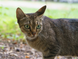 Obraz premium Image of gray cat at the city street. 