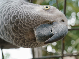 Obraz premium Portrait of the african grey parrot