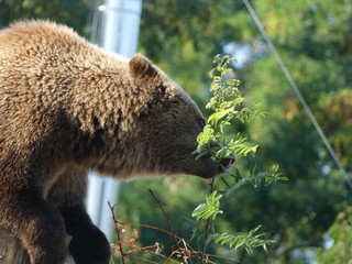 brown bear in zoo