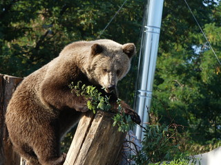 brown bear in zoo