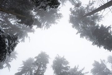 brouillard