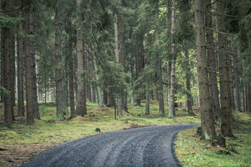 Obraz premium Back road into dark forest