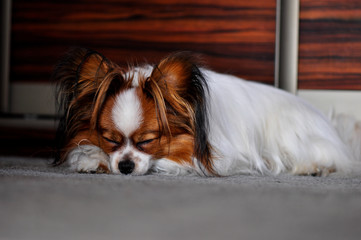 Papillon dog sleeping on the carpet