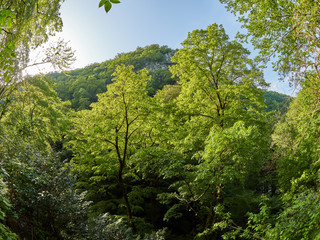 High cliffs with a thick green forest on the slopes.